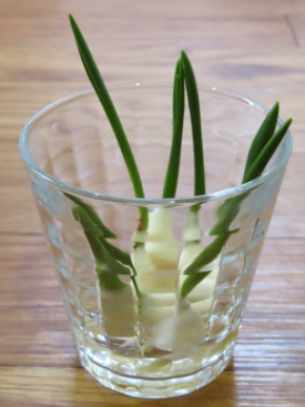 原種チューリップ 水耕栽培