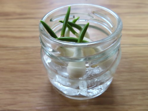 原種チューリップ 水耕栽培